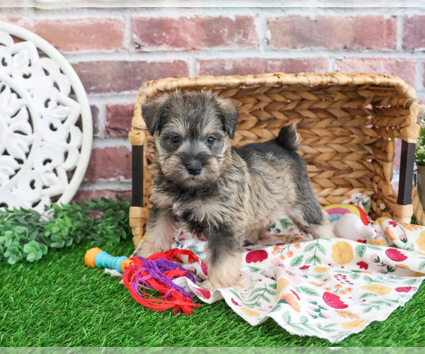 Medium Photo #11 Schnauzer (Miniature) Puppy For Sale in SYRACUSE, IN, USA
