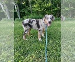 Small Photo #1 Australian Shepherd Puppy For Sale in LEWISBURG, KY, USA
