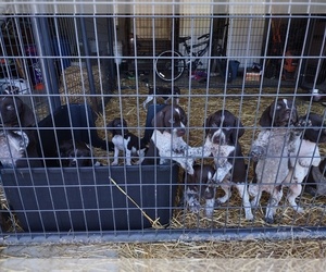 German Shorthaired Pointer Puppy for sale in SHAWNEE, OH, USA