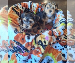 Yorkshire Terrier Puppy for sale in SAN ANTONIO, TX, USA