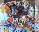 Small Yorkshire Terrier