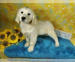 Small Photo #54 English Cream Golden Retriever Puppy For Sale in PEYTON, CO, USA
