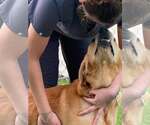 Small Photo #5 Golden Retriever Puppy For Sale in Bonita Springs, FL, USA