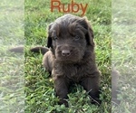 Puppy Ruby Newfoundland