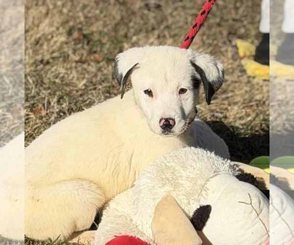 Medium Photo #3 Labrador Retriever-Unknown Mix Puppy For Sale in Yardley, PA, USA