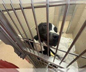 American Pit Bull Terrier-Unknown Mix Dogs for adoption in Decatur, IL, USA