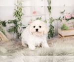 Small Photo #2 Cavachon Puppy For Sale in WARSAW, IN, USA
