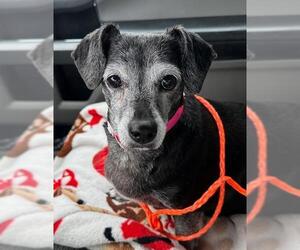 Chiweenie Dogs for adoption in Los Angeles, CA, USA