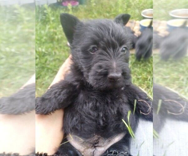 Medium Photo #8 Scottish Terrier Puppy For Sale in WHITEWOOD, SD, USA