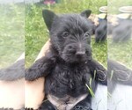 Small Photo #8 Scottish Terrier Puppy For Sale in WHITEWOOD, SD, USA
