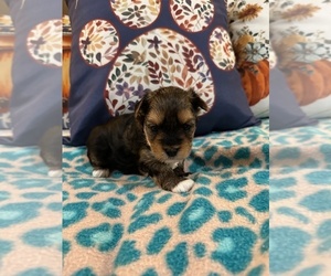 Yorkshire Terrier Puppy for sale in NORMANGEE, TX, USA