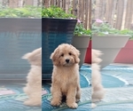 Puppy 3 Aussie-Poo