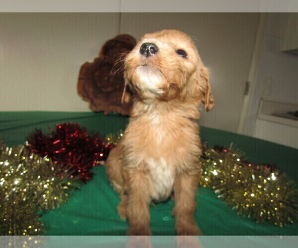 Medium Photo #1 Goldendoodle Puppy For Sale in SOUTH BEND, IN, USA