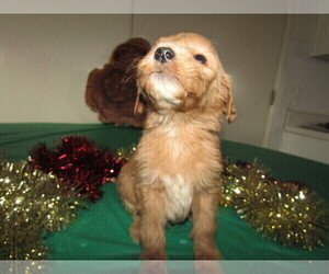 Goldendoodle Puppy for sale in SOUTH BEND, IN, USA