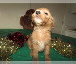 Small Photo #1 Goldendoodle Puppy For Sale in SOUTH BEND, IN, USA