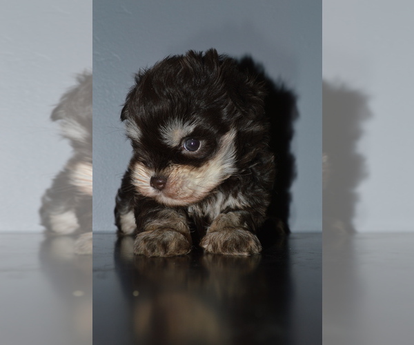 Medium Photo #2 Schnauzer (Miniature) Puppy For Sale in MADERA, CA, USA