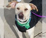 Small #6 Labrador Retriever-Retriever  Mix