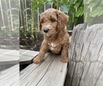 Small Photo #24 Goldendoodle Puppy For Sale in FRESNO, CA, USA