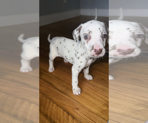 Dalmatian Puppy for sale in DECATUR, GA, USA