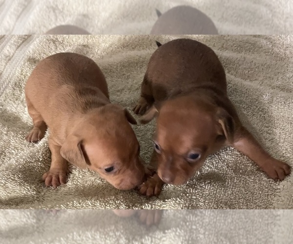 Medium Photo #1 Chihuahua Puppy For Sale in ECHO, AL, USA