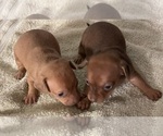 Image preview for Ad Listing. Nickname: Chihuahua