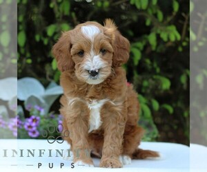 Goldendoodle (Miniature) Puppy for sale in EAST EARL, PA, USA