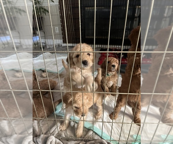 Medium Photo #1 Goldendoodle Puppy For Sale in FRESNO, CA, USA