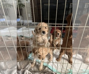 Goldendoodle Litter for sale in FRESNO, CA, USA