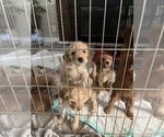 Small Goldendoodle