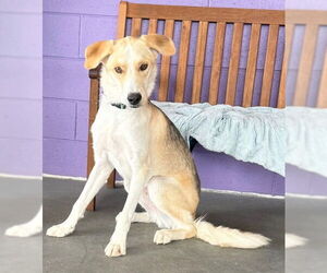 Medium Mutt