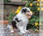Small Photo #2 Australian Shepherd Puppy For Sale in STRASBURG, PA, USA