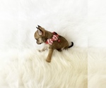 Small #6 Chihuahua