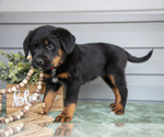 Small Photo #15 Bernedoodle-Labrador Retriever Mix Puppy For Sale in REED CITY, MI, USA