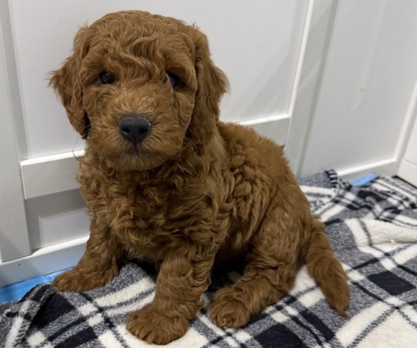 Medium Photo #3 Irish Doodle (Miniature) Puppy For Sale in PHOENIX, AZ, USA