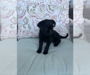 Medium Brussels Griffon