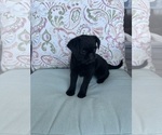 Puppy Remi Brussels Griffon