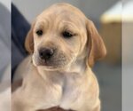 Small Photo #3 Golden Labrador Puppy For Sale in San Diego, CA, USA