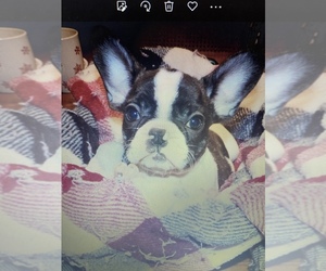 French Bulldog Puppy for sale in LAMAR, MS, USA