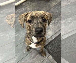 Border Collie-Unknown Mix Dogs for adoption in Parker Ford, PA, USA