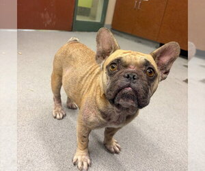 French Bulldog Dogs for adoption in Rancho Cucamonga, CA, USA