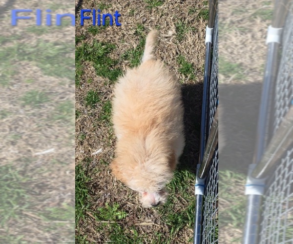 Medium Photo #3 Poodle (Toy) Puppy For Sale in AZLE, TX, USA
