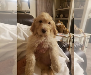 Goldendoodle Puppy for sale in PAHRUMP, NV, USA