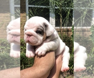 English Bulldog Puppy for sale in MILTON, FL, USA