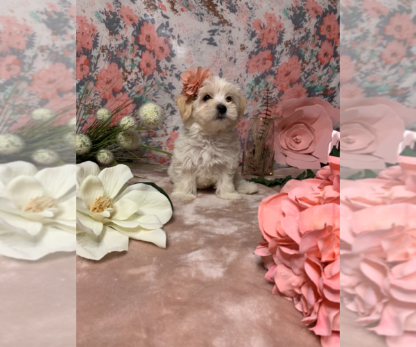 Medium Photo #4 Maltese Puppy For Sale in RALEIGH, NC, USA