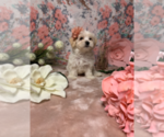 Small Photo #4 Maltese Puppy For Sale in RALEIGH, NC, USA