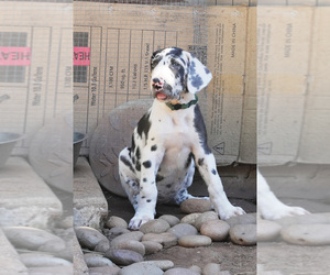 Great Dane Puppy for sale in SAN DIEGO, CA, USA