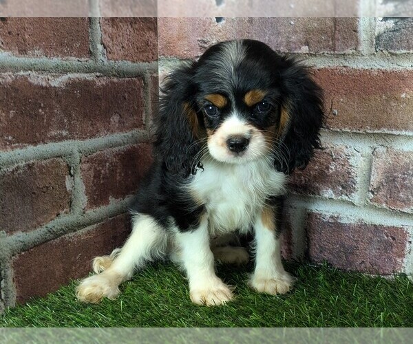 Medium Photo #5 Cavalier King Charles Spaniel Puppy For Sale in MOBERLY, MO, USA
