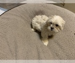 Small Photo #2 ShihPoo Puppy For Sale in WETUMPKA, AL, USA