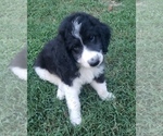 Small Photo #1 Aussiedoodle Puppy For Sale in DOWELLTOWN, TN, USA