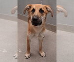 Small German Shepherd Dog Mix